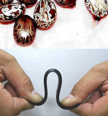 The Miraculous Properties of Castor Oil